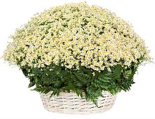 Цветочная композиция из Ромашки в корзине #REPLACE_PRED# Щельпино